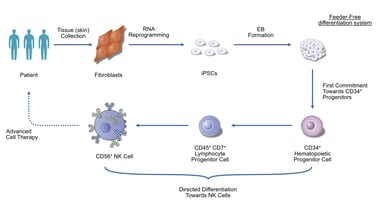 From Fibroblasts to Cancer-Attacking Cells: Insights from Recent Research on Natural Killer Cells Derived from Clinical Grade iPSCs