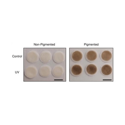 Engineered Pigmented Skin Equivalents Reveal UV Protection Mechanisms